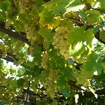 Гостевой дом Panos 3*