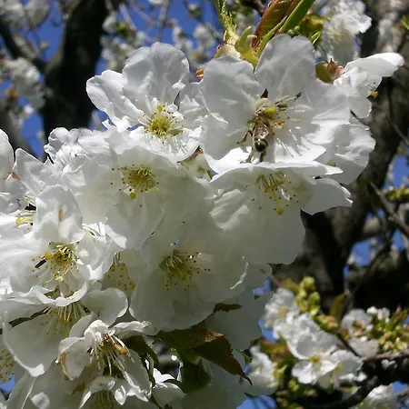 게스트하우스 Panos 3*