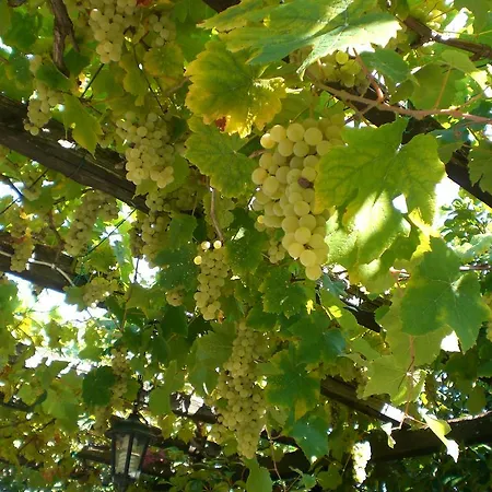 Πανσιόν Panos 3*