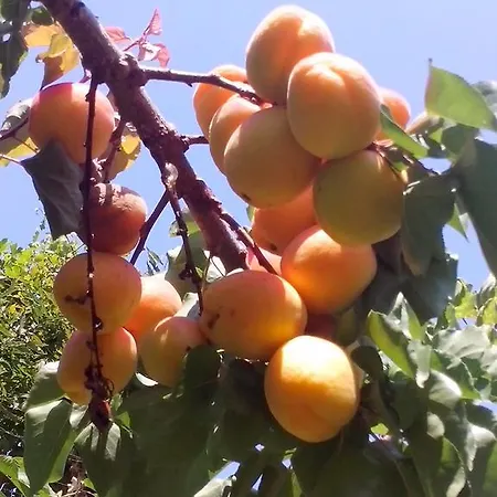 بيت ضيافة Panos Áyios Dhimítrios