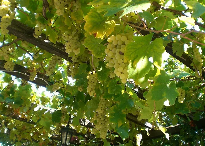 Πανσιόν Panos 3*